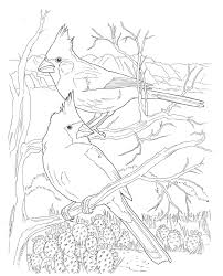 Supercoloring.com is a super fun for all ages: Pin By Maria Del Rosario Beninati On Birds Applique Animal Coloring Pages Coloring Pages Bird Coloring Pages