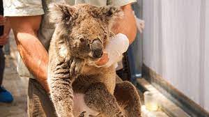 Thousands Of Koalas Burn To Death As Australia Fears Native Wildlife May Never Recover From Bush Fire Disaster