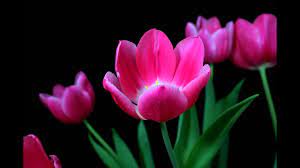 Watering tulips after they bloom. Time Lapse Tulips Blooming Youtube