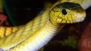 Check spelling or type a new query. Itulah Arti Mimpi Ular Warna Kuning Paramimpi Paranormal Mimpi