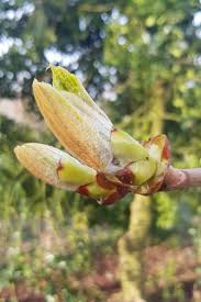 We did not find results for: Fact File Horse Chestnuts Ribble Rivers Trust