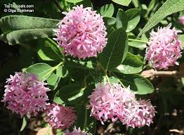 Image result for Dais cotinifolia