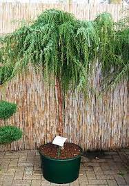 Maybe you would like to learn more about one of these? Weeping Trees Trees With Weeping Branches Pendulous Trees