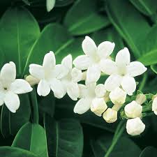 Species are indigenous when they are native to hawaiʻi as well as elsewhere. Stephanotis Floribunda White Stephanotis Plant For Sale Best Hawaiian Plants From Kanoa Hawaii