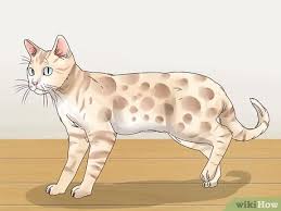 Bengal cats are truly remarkable. How To Identify A Bengal Cat 9 Steps With Pictures Wikihow