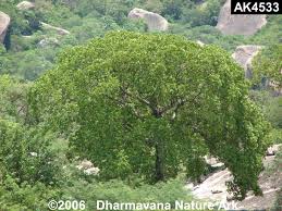 Image result for Hildegardia