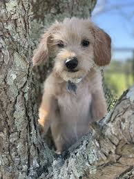 Adopt Loopy On Best Dogs Dogs Rescue Dogs