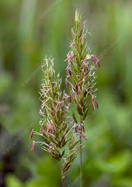 Image result for Anthoxanthum