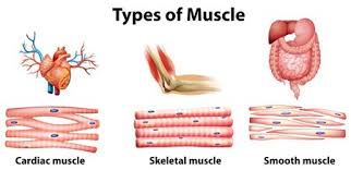 This is different from as you look at this diagram of a smooth muscle fiber, you'll notice the single nucleus in the center. What Is The Difference Between Skeletal And Smooth Muscles Quora