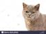 Tortoiseshell Blue Cream Cat
