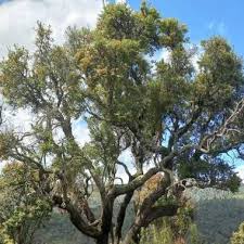 Image result for Faurea rochetiana