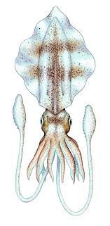 They belong to the same class as squid, octopodes and the nautilus. What S The Difference Between Calamari And Octopus