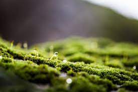 Land or sea, urban or nature, big or small — by some measures, if you call it landscape photography, it is. 10 Ideas For Photographing Nature In Your Backyard