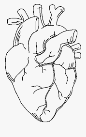 Printable, and download it to your computer. Anatomy Coloring Book Heart Novocom Top