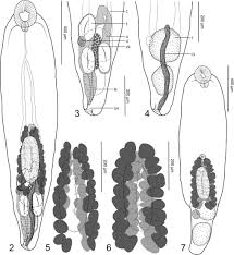 Image result for Dignathia