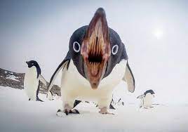 Their bodies have several adaptations that. A Penguin S Mouth Has No Teeth Instead Its Mouth And Tongue Are Lined With Sharp Backward Pointing Spines The Spines Help The Penguin Hold On To Food And Which It Swallows Whole