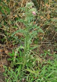 Image result for Carduus nyassanus