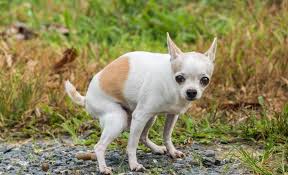 By withholding food for 24 hours it allows the gut what to feed a dog with chronic diarrhea. My Dog Has Diarrhea What Should I Do Home Remedies Solutions