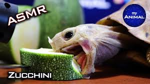 Tortoise Eating Zucchini Asmr Animals Cute Tortoise Turtle 20 Youtube Cute Tortoise Tortoise Turtle Tortoise