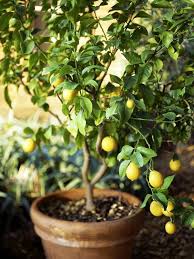 Make grandpa's your choice for fruit trees and useful information for your backyard orchard. When Life Gives You Lemons Carolina Charm