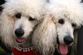 What Does Hypoallergenic Really Mean?