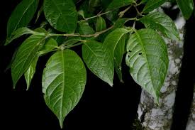 Image result for Vangueria ferruginea