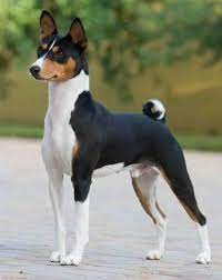 This little guy isn't going to be the tallest pup red, black, tricolor, and brindle are the standard colorations. Tri Colour Basenji Stance 1 Basenji Dogs Dog Breeds Quiet Dog Breeds