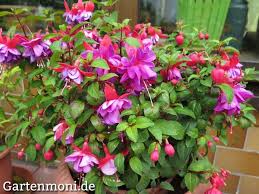 Fuchsien Sind Mehrjahrig Pflege Und Uberwinterung Pflanzen Fuchsie Blumen Stauden