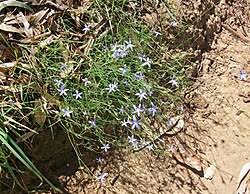 Image result for Wahlenbergia flexuosa