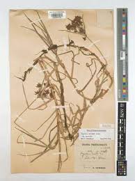 Image result for Pycreus mundtii