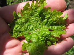 Image result for Calepitrimerus vitis