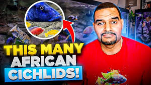 African Cichlid Care Guide & Species Profile | Fishkeeping World