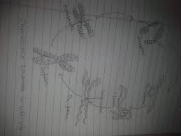 Maybe you would like to learn more about one of these? Draw A Labelled Diagram To Show The Metaphase Of Mitosis In Animal Cell Having 6 Chromosomes Brainly In