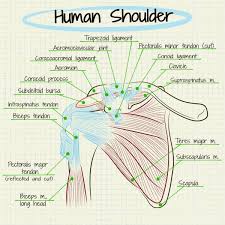 The rotator cuff is a group of four muscles and tendons that surround the glenohumeral joint. How To Self Diagnose Your Shoulder Pain Breaking Muscle