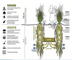 Image result for Chrysopogon nigritanus