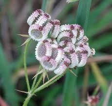 Image result for Afrosciadium