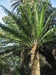 Image result for Encephalartos umbeluziensis