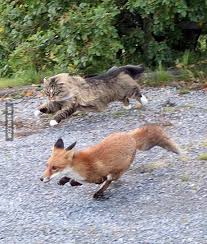 Norwegian Forest Cat Chasing A Fox Katze Sussekatze Kleinekatze Waldkatze Tiere Katzen