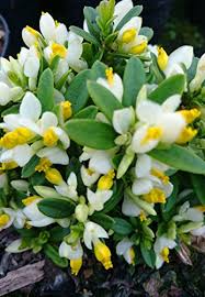 Fiori da balcone da coltivare in pieno sole o a mezz'ombra. Polygala Chamaebuxus Arbusto Ornamentale Colorato Con Fiori Bianchi E Gialli In Vaso Da 9 Cm