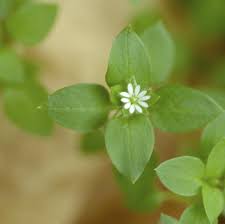 Image result for Stellaria mannii