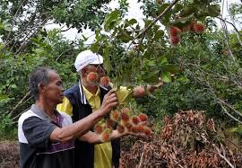 Istri di ajak menolak anak kandung jdi korban hingga hamil 2 kali. Program Nbos Beri Sinar Baharu Kepada Pekebun Rambutan Nyelam Utusan Borneo Online