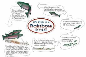 Rainbow Trout Life Cycle Rainbow Trout Fishing Trout Fishing Tips Trout