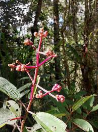 Image result for Dichaetanthera