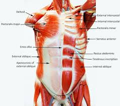 Rib cage anatomy, rib cage, thoracic cage. 11 Muscle Ideas Muscle Body Anatomy Anatomy