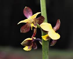 Image result for Eulophia streptopetala