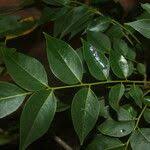 Image result for Ateleia herbert-smithii