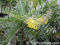 Image result for Sophora inhambanensis