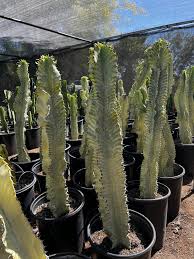 Image result for Euphorbia zambesiana
