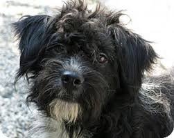 Check spelling or type a new query. High Point Nc Portuguese Water Dog Meet Rose A Pet For Adoption