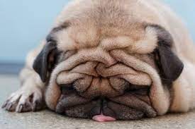 Life Expectancy In Pugs Annie Many